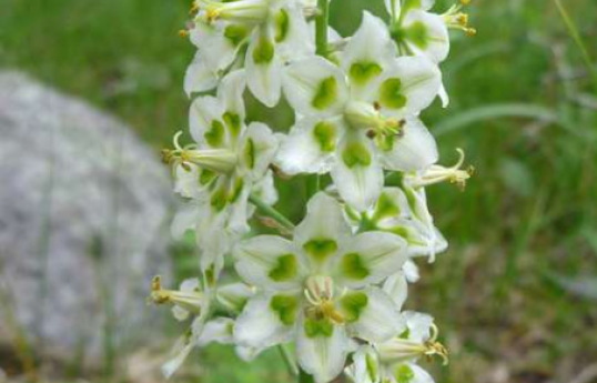 Антиклея