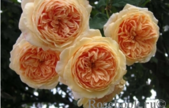 Роза Crown Princess Margareta